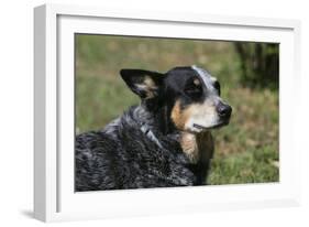 Australian Heeler 24-Bob Langrish-Framed Photographic Print
