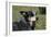 Australian Heeler 24-Bob Langrish-Framed Photographic Print
