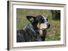 Australian Heeler 24-Bob Langrish-Framed Photographic Print