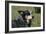 Australian Heeler 24-Bob Langrish-Framed Photographic Print