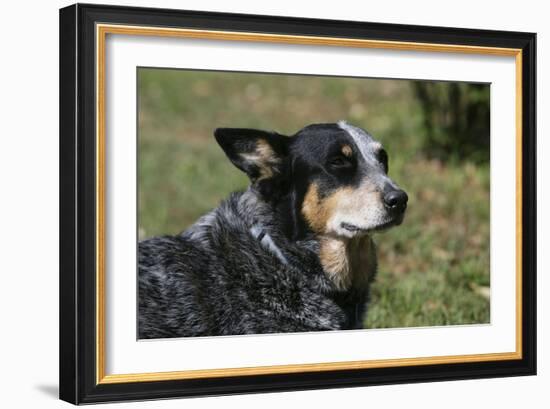 Australian Heeler 24-Bob Langrish-Framed Photographic Print