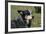 Australian Heeler 24-Bob Langrish-Framed Photographic Print