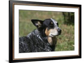 Australian Heeler 24-Bob Langrish-Framed Photographic Print