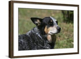 Australian Heeler 24-Bob Langrish-Framed Photographic Print