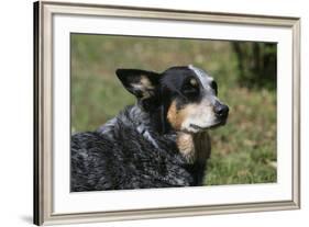 Australian Heeler 24-Bob Langrish-Framed Photographic Print