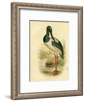 Australian Jabiru or Black-Necked Stork, 1891-Gracius Broinowski-Framed Giclee Print