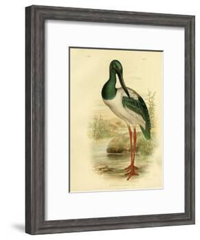 Australian Jabiru or Black-Necked Stork, 1891-Gracius Broinowski-Framed Giclee Print