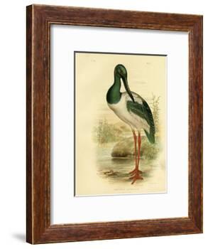 Australian Jabiru or Black-Necked Stork, 1891-Gracius Broinowski-Framed Giclee Print