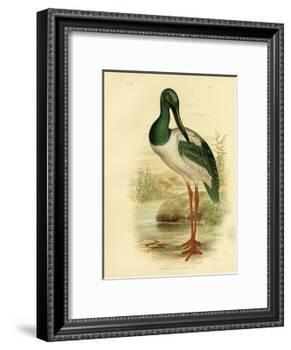Australian Jabiru or Black-Necked Stork, 1891-Gracius Broinowski-Framed Giclee Print