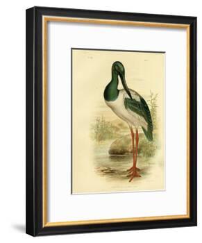 Australian Jabiru or Black-Necked Stork, 1891-Gracius Broinowski-Framed Giclee Print