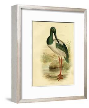 Australian Jabiru or Black-Necked Stork, 1891-Gracius Broinowski-Framed Giclee Print
