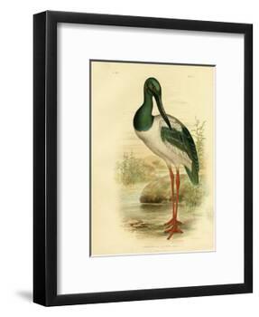 Australian Jabiru or Black-Necked Stork, 1891-Gracius Broinowski-Framed Giclee Print