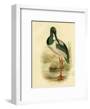 Australian Jabiru or Black-Necked Stork, 1891-Gracius Broinowski-Framed Giclee Print