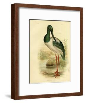 Australian Jabiru or Black-Necked Stork, 1891-Gracius Broinowski-Framed Giclee Print