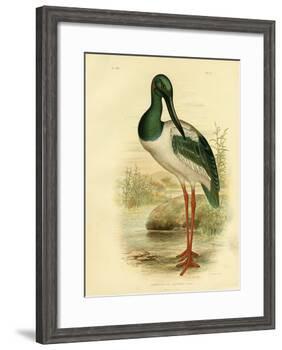 Australian Jabiru or Black-Necked Stork, 1891-Gracius Broinowski-Framed Giclee Print