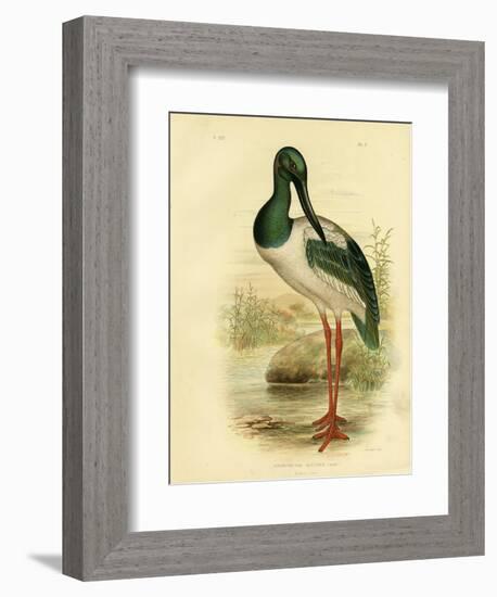 Australian Jabiru or Black-Necked Stork, 1891-Gracius Broinowski-Framed Giclee Print