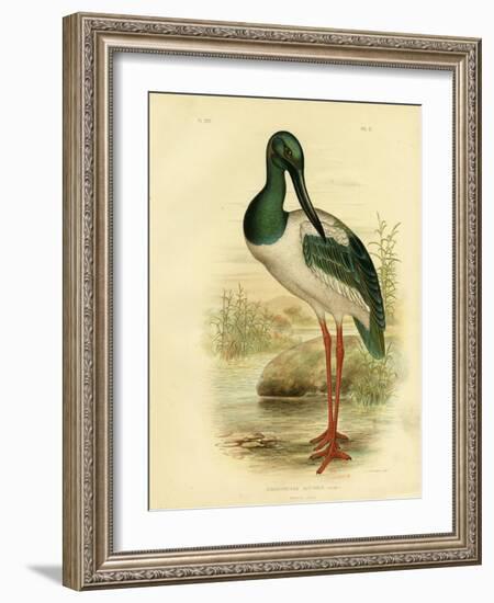 Australian Jabiru or Black-Necked Stork, 1891-Gracius Broinowski-Framed Giclee Print