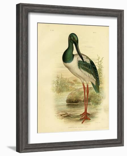 Australian Jabiru or Black-Necked Stork, 1891-Gracius Broinowski-Framed Giclee Print