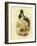 Australian Jabiru or Black-Necked Stork, 1891-Gracius Broinowski-Framed Giclee Print