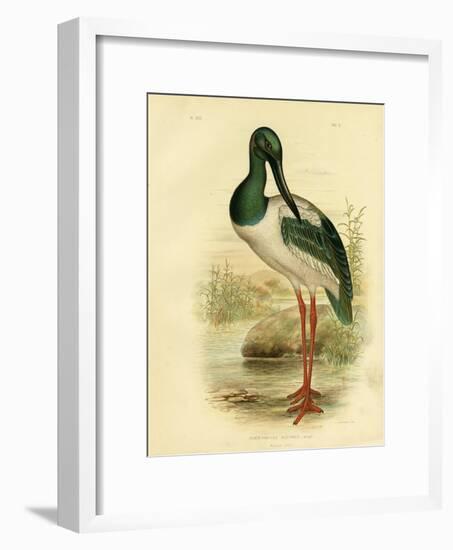 Australian Jabiru or Black-Necked Stork, 1891-Gracius Broinowski-Framed Giclee Print