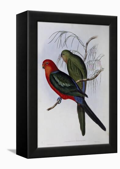 Australian King Parrot (Alisterus Scapularis) (1804-1881) and Henry Constantine Richter (1821-1902)-John Gould-Framed Premier Image Canvas