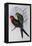 Australian King Parrot (Alisterus Scapularis) (1804-1881) and Henry Constantine Richter (1821-1902)-John Gould-Framed Premier Image Canvas