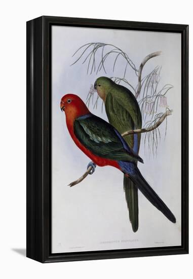 Australian King Parrot (Alisterus Scapularis) (1804-1881) and Henry Constantine Richter (1821-1902)-John Gould-Framed Premier Image Canvas