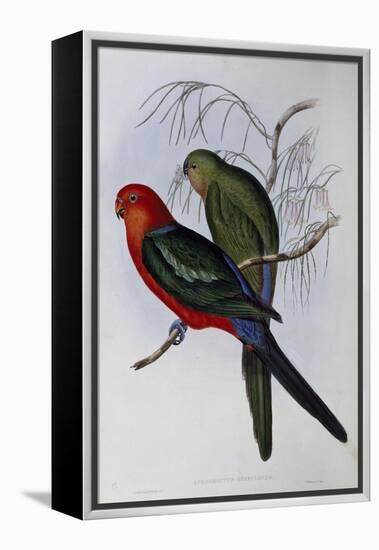 Australian King Parrot (Alisterus Scapularis) (1804-1881) and Henry Constantine Richter (1821-1902)-John Gould-Framed Premier Image Canvas