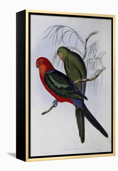 Australian King Parrot (Alisterus Scapularis) (1804-1881) and Henry Constantine Richter (1821-1902)-John Gould-Framed Premier Image Canvas