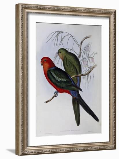 Australian King Parrot (Alisterus Scapularis) (1804-1881) and Henry Constantine Richter (1821-1902)-John Gould-Framed Giclee Print