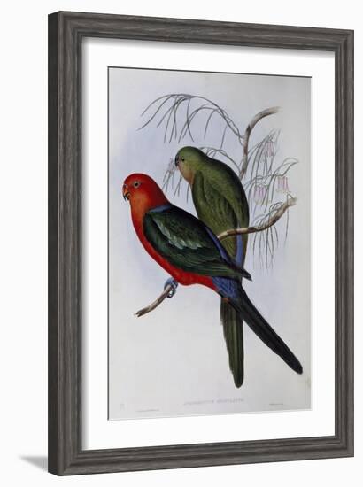 Australian King Parrot (Alisterus Scapularis) (1804-1881) and Henry Constantine Richter (1821-1902)-John Gould-Framed Giclee Print