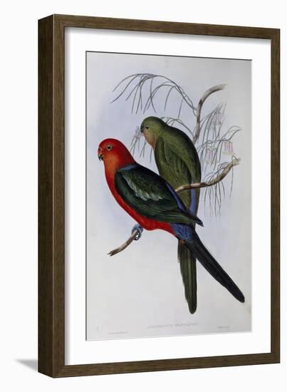 Australian King Parrot (Alisterus Scapularis) (1804-1881) and Henry Constantine Richter (1821-1902)-John Gould-Framed Giclee Print