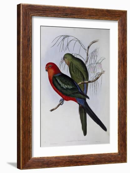 Australian King Parrot (Alisterus Scapularis) (1804-1881) and Henry Constantine Richter (1821-1902)-John Gould-Framed Giclee Print