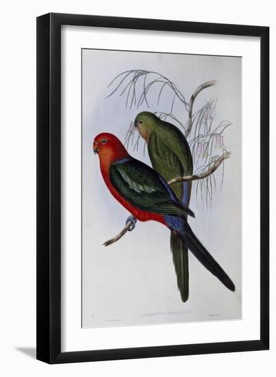 Australian King Parrot (Alisterus Scapularis) (1804-1881) and Henry Constantine Richter (1821-1902)-John Gould-Framed Giclee Print