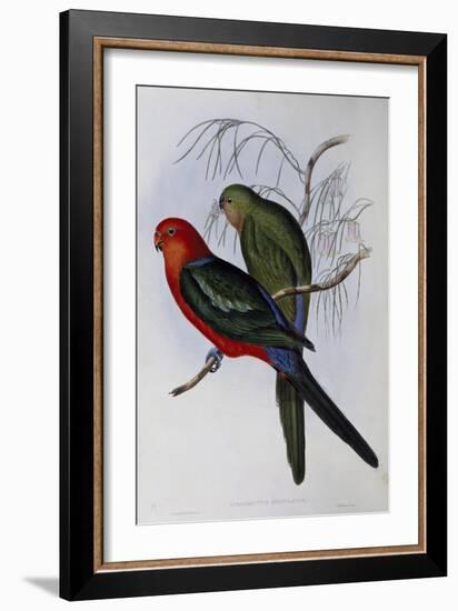Australian King Parrot (Alisterus Scapularis) (1804-1881) and Henry Constantine Richter (1821-1902)-John Gould-Framed Giclee Print