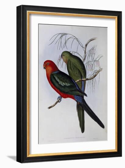 Australian King Parrot (Alisterus Scapularis) (1804-1881) and Henry Constantine Richter (1821-1902)-John Gould-Framed Giclee Print