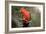 Australian King Parrot-Howard Ruby-Framed Photographic Print