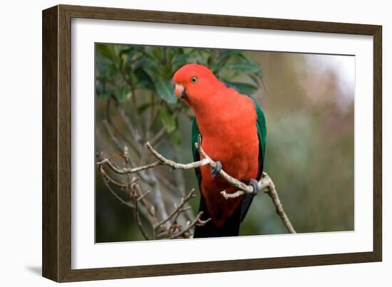 Australian King Parrot-Howard Ruby-Framed Photographic Print