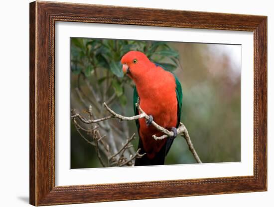 Australian King Parrot-Howard Ruby-Framed Photographic Print