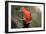 Australian King Parrot-Howard Ruby-Framed Photographic Print