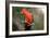 Australian King Parrot-Howard Ruby-Framed Photographic Print