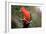 Australian King Parrot-Howard Ruby-Framed Photographic Print