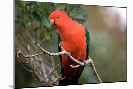 Australian King Parrot-Howard Ruby-Mounted Photographic Print