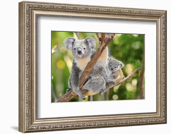 Australian Koala Bear & Baby -null-Framed Premium Giclee Print