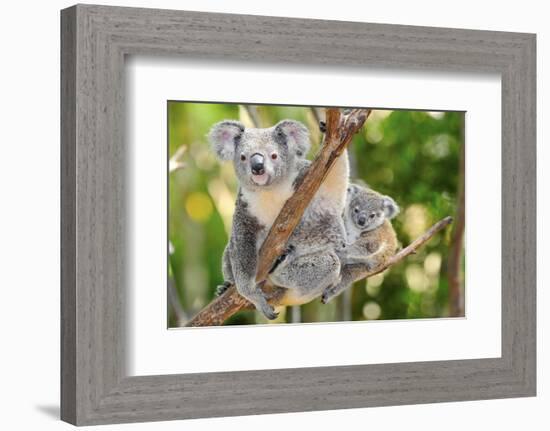 Australian Koala Bear & Baby -null-Framed Premium Giclee Print