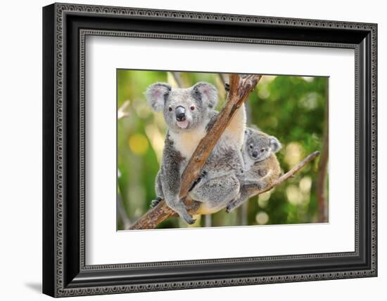 Australian Koala Bear & Baby -null-Framed Premium Giclee Print