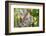 Australian Koala Bear & Baby -null-Framed Premium Giclee Print