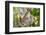 Australian Koala Bear & Baby -null-Framed Premium Giclee Print