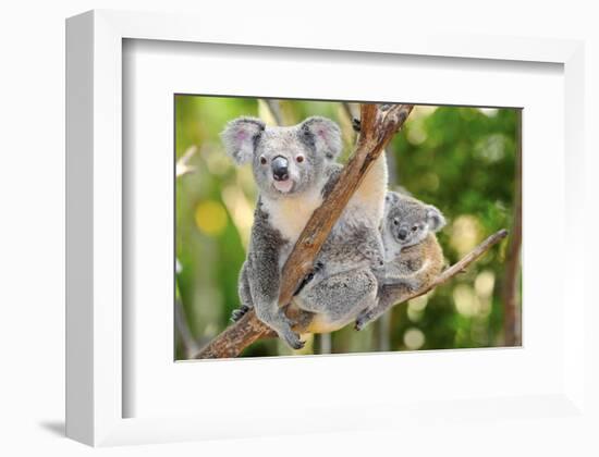 Australian Koala Bear & Baby -null-Framed Premium Giclee Print