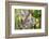 Australian Koala Bear & Baby -null-Framed Art Print